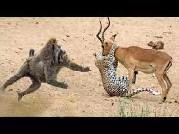 Video: Amazing Baboons Save Impala From Cheetah Attack In Africa.